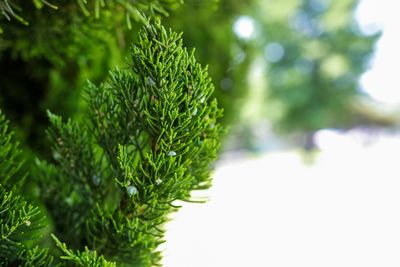 Close-up of pine tree