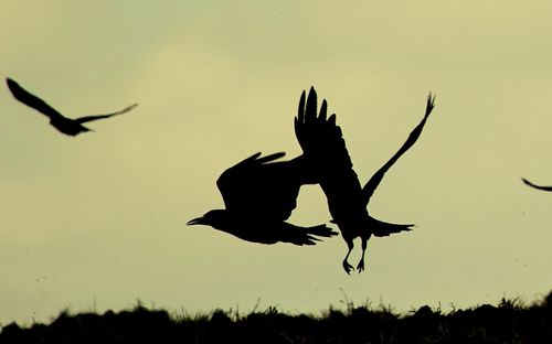 Low angle view of birds flying in sky