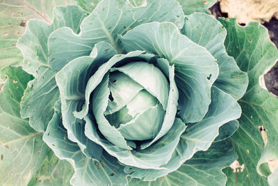 High angle view of green leaf