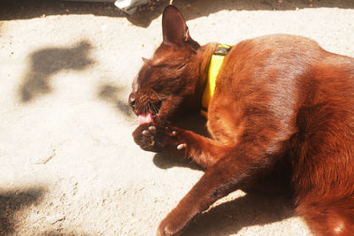 Close-up of a dog