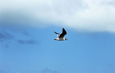 Low angle view of seagull flying in sky