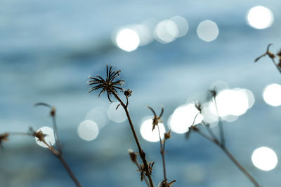 Close-up of flowers against the sky