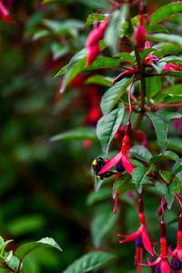 Close-up of red flowering plant