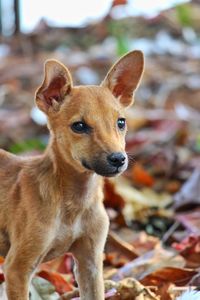 Close-up portrait of a puppy on field