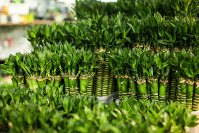 Close-up of plants growing in farm