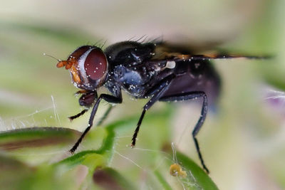 Close-up of insect