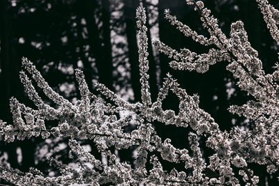 Close-up of frozen plant