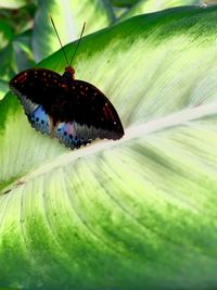 Close-up of butterfly on flower