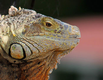 Side view of alert iguana outdoors