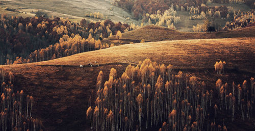 Scenic view of agricultural field