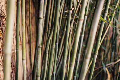 Full frame shot of bamboo plants