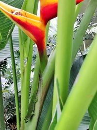 Close-up of bamboo plant