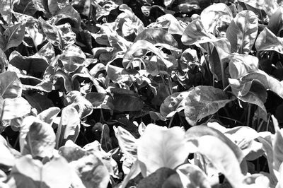 Full frame shot of leaves