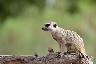 Portrait of a meerkat sitting on a log