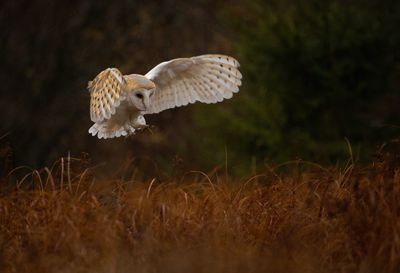 Flock of birds flying