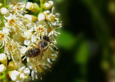 Close-up of bee pollinating on flower