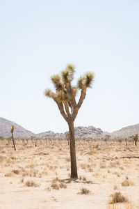 Tree on field against clear sky