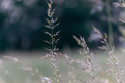 Close-up of plant growing on field