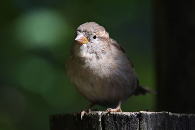 Close-up of bird perching on wood