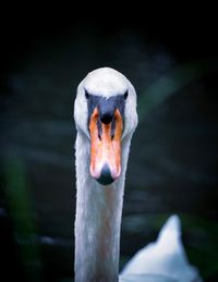 Close-up of swan