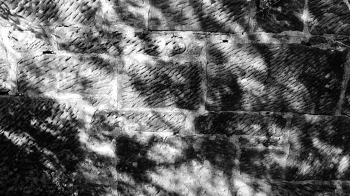 Full frame shot of tree trunk