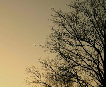 Low angle view of bare trees against sky at sunset