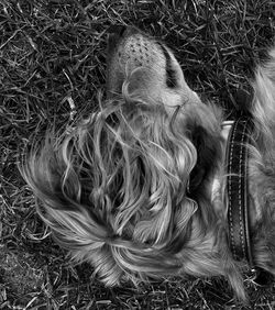 High angle view of dog on field