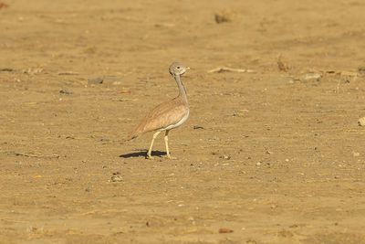 View of bird on sand