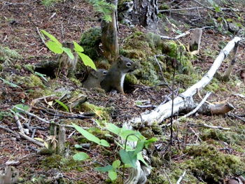 Close-up of squirrel on plant in forest