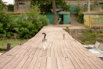 View of an animal on footpath