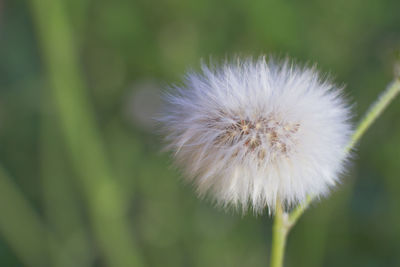 Close-up of white dandelion flower