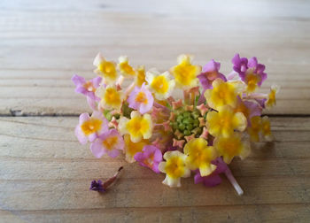 Close-up of pink flowering plant on table