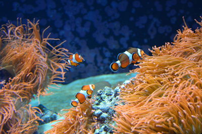 Close-up of fish in sea