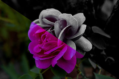 Close-up of pink rose flower