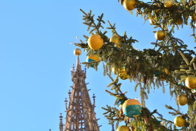 Low angle view of fruits growing on tree against sky