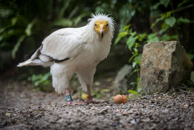 Portrait of egyptian vulture standing on field