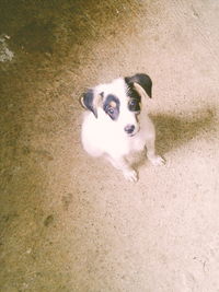 High angle portrait of puppy