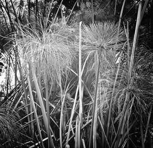 Plants growing on field