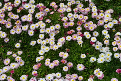 High angle view of flowering plants on field