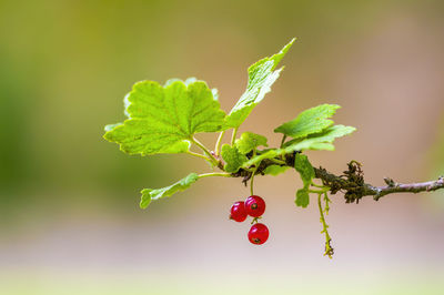 Close-up of red berries growing on plant