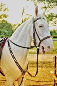 Horse standing on field