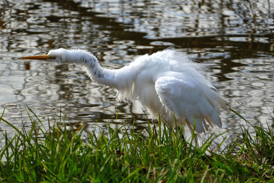 Close-up of swan in lake