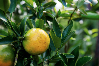 Close-up of fruit growing on tree