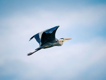 Low angle view of bird flying against clear sky