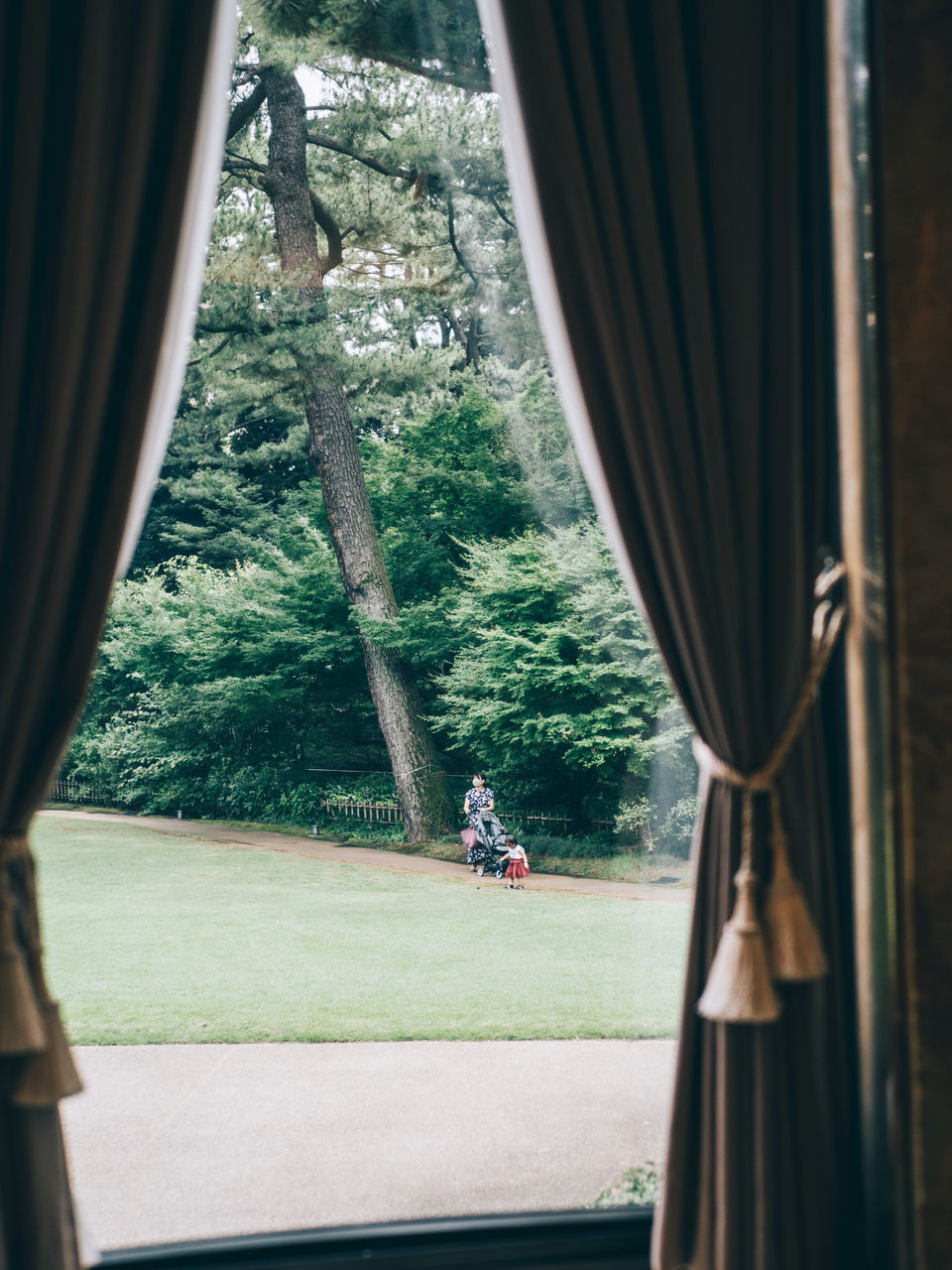 plant, tree, green, curtain, day, blue, nature, interior design, sunlight, transportation, architecture, light, window, built structure, one person, outdoors, lifestyles, leisure activity, men, adult