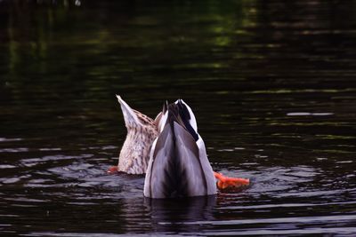 Horse swimming in lake