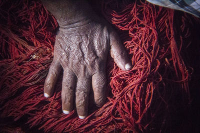 High angle view of cat