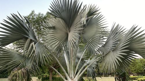 Low angle view of palm trees against sky