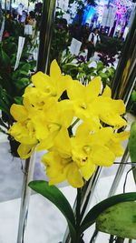 Close-up of yellow daffodil flowers