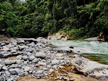 Stream amidst trees in forest